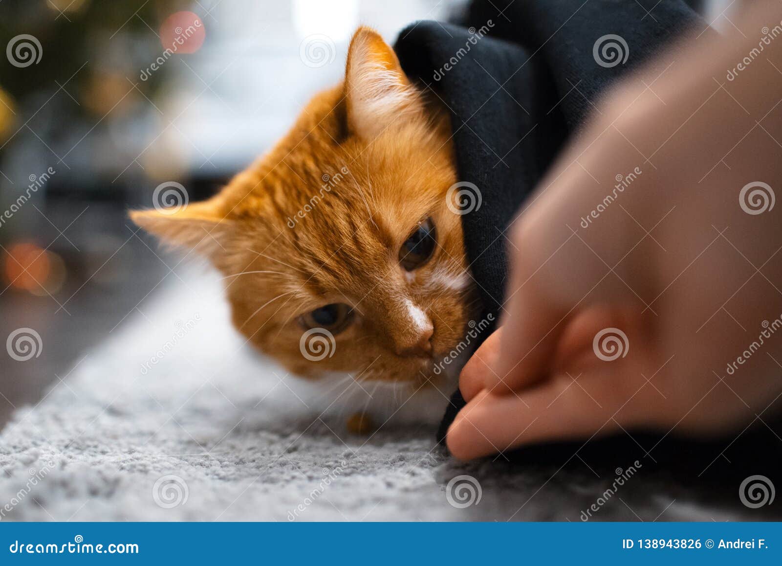 Red White Cat Hiding Under Black Blanket. Stock Photo ...