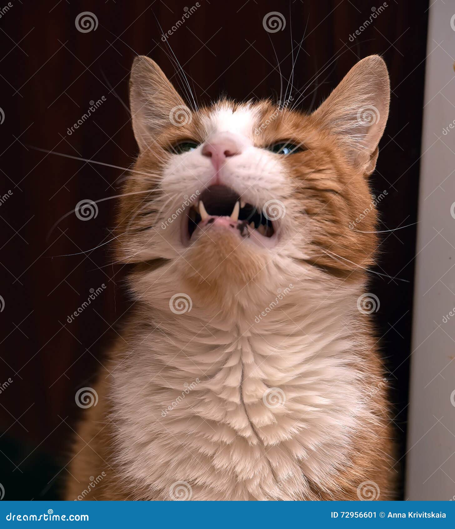 Red & White Cat Meowing Mouth Open Stock Image Image of close