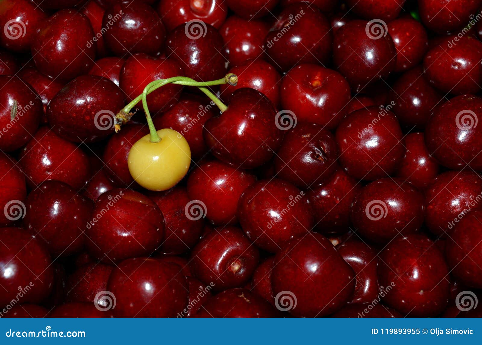 Red and white cherries stock image. Image of cherry 119893955