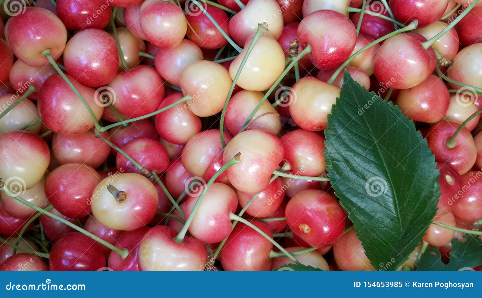 The Redandwhite Cherry, Recently Collected Fresh Cherry, a Beautiful