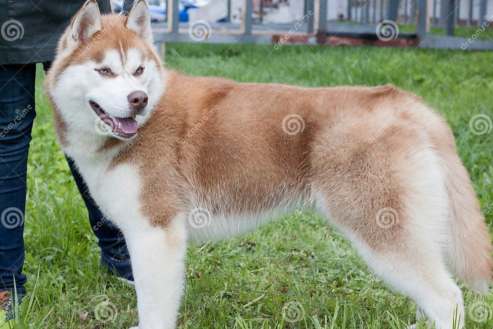 red-white-colored-siberian-husky-his-owner-pet-animals-red-white-colored-siberian-husky-his-owner-120323393.jpg?w=992