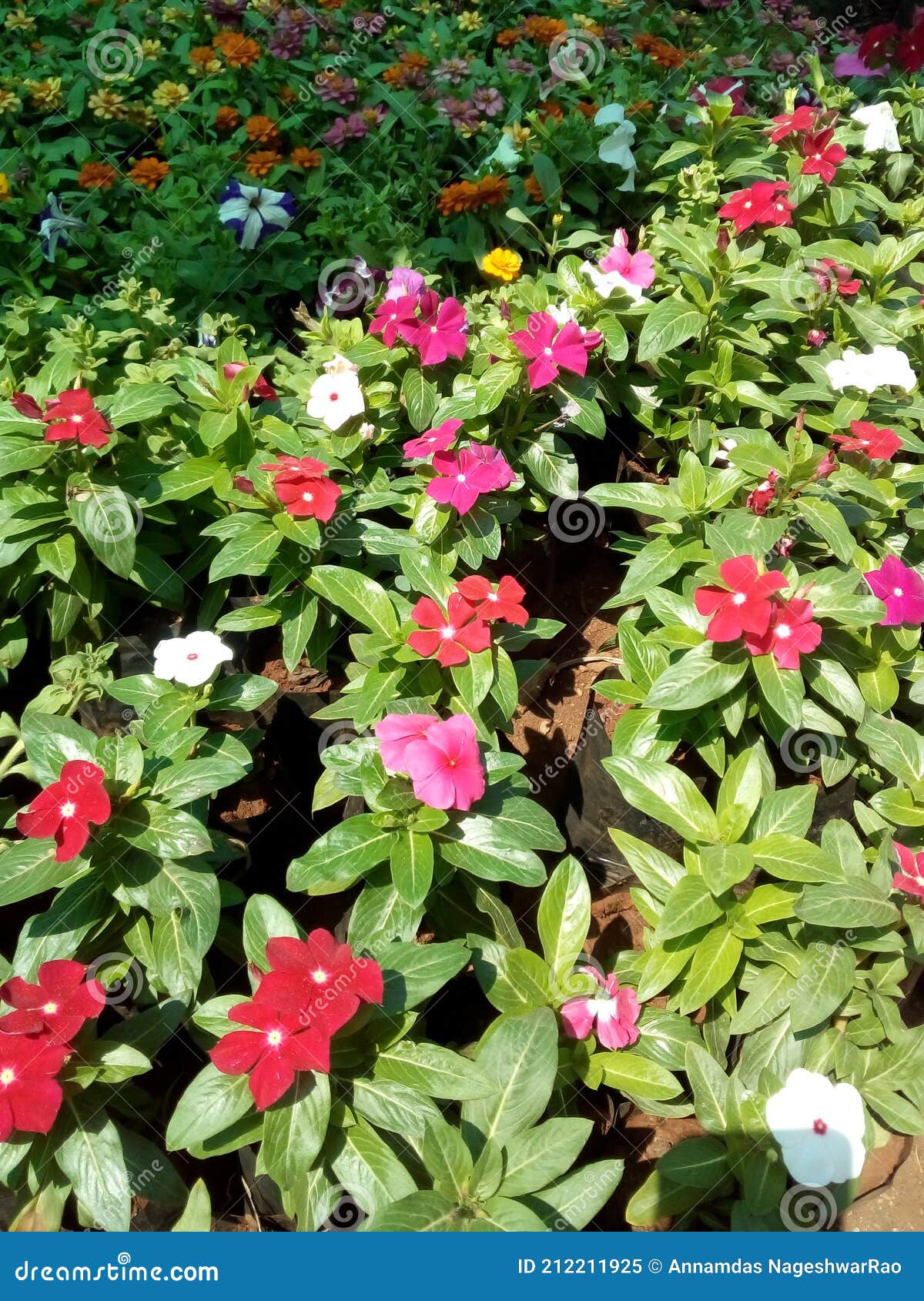 Red and White Colour Flowers in the Garden Stock Image Image of