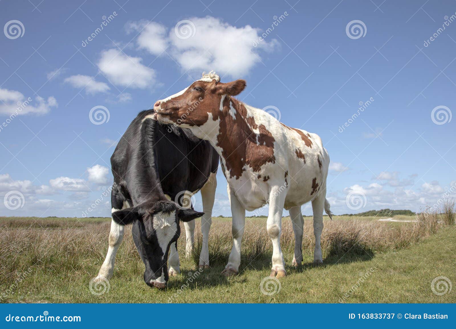 Red and White Cow Playfully Licks, Cuddling a Black and White Cow in ...