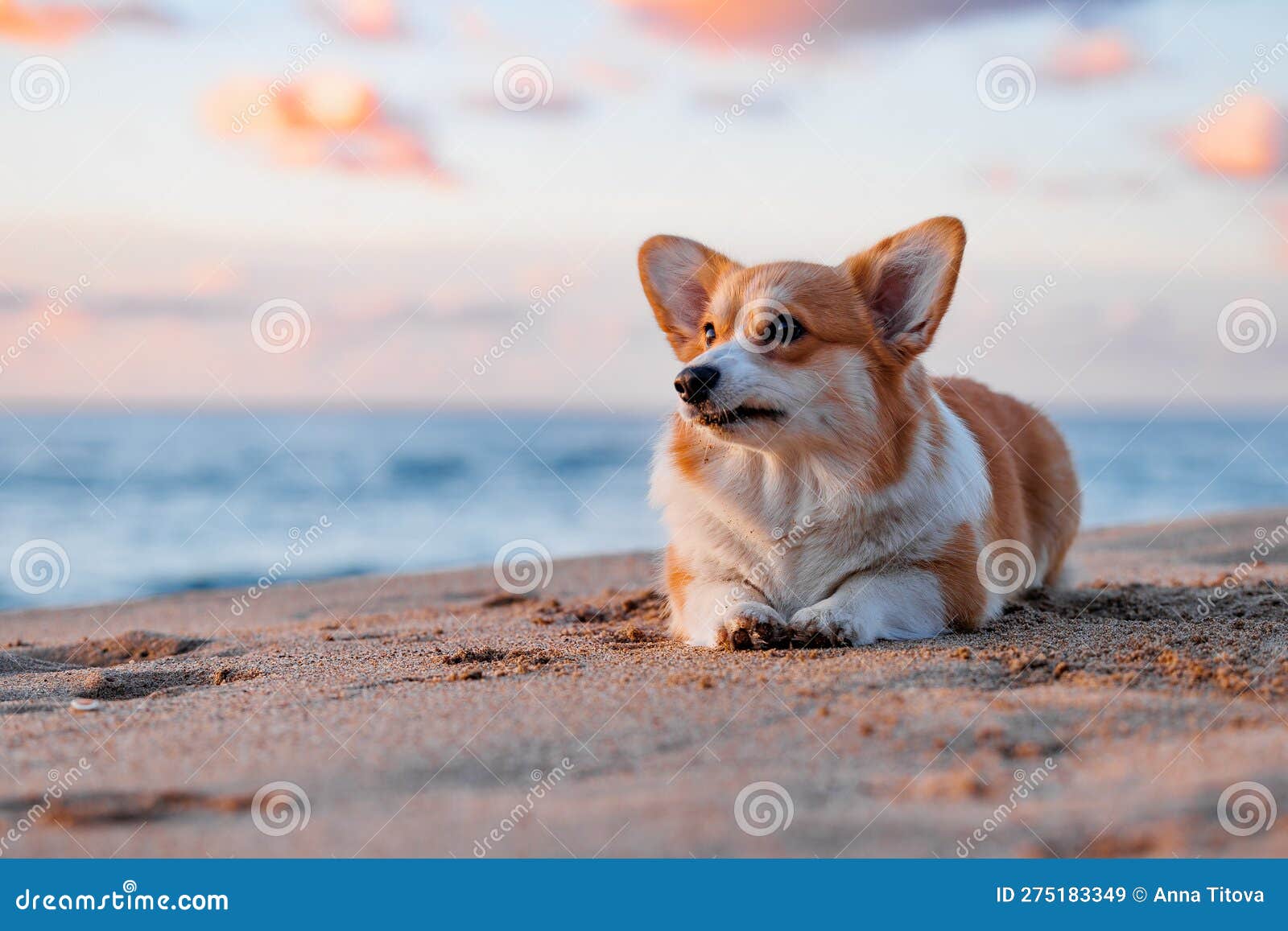 Red and White Welsh Pembroke Lying on the Sandy Beach Stock Image