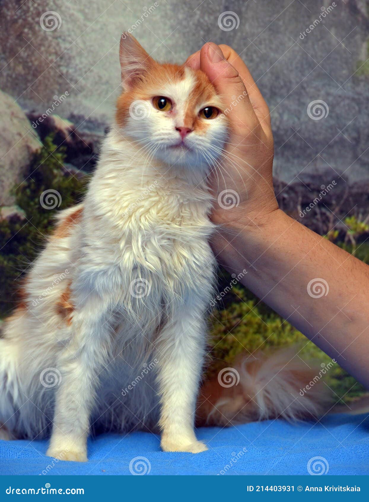 Red with White Cute Young Cat Affectionate Stroking Stock Image Image of funny, happy 214403931