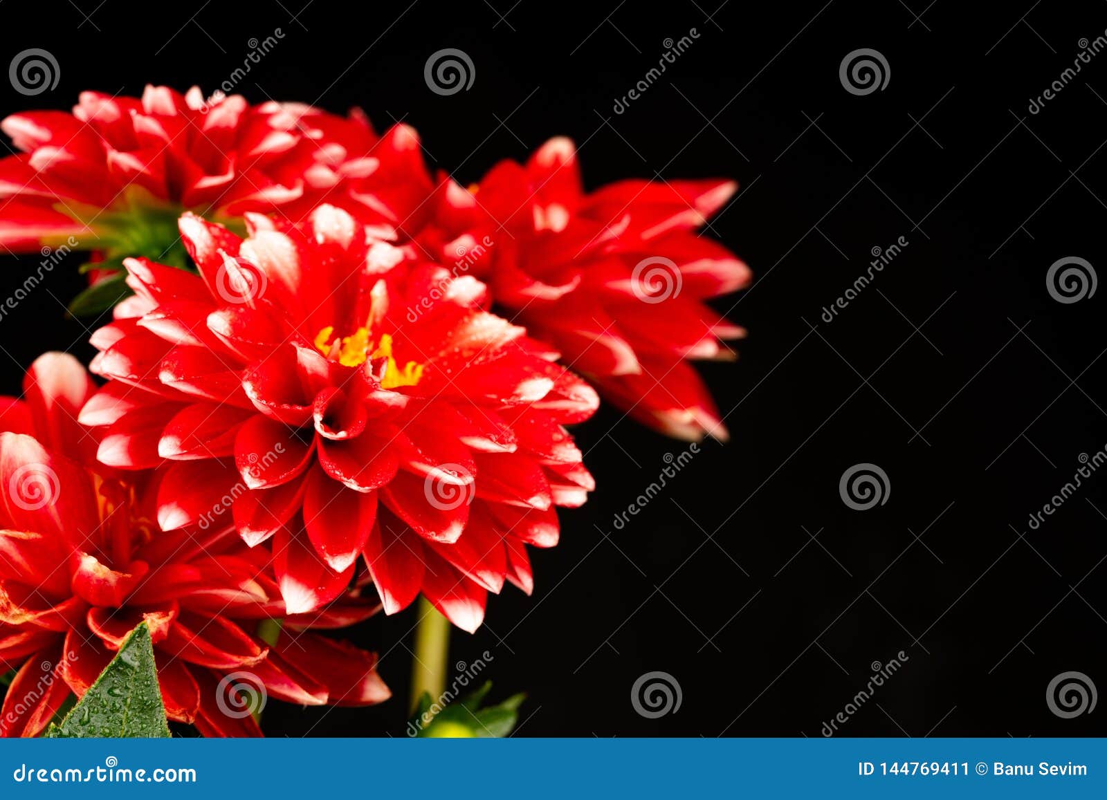 Red white dahlia flowers stock image. Image of dahlia 144769411