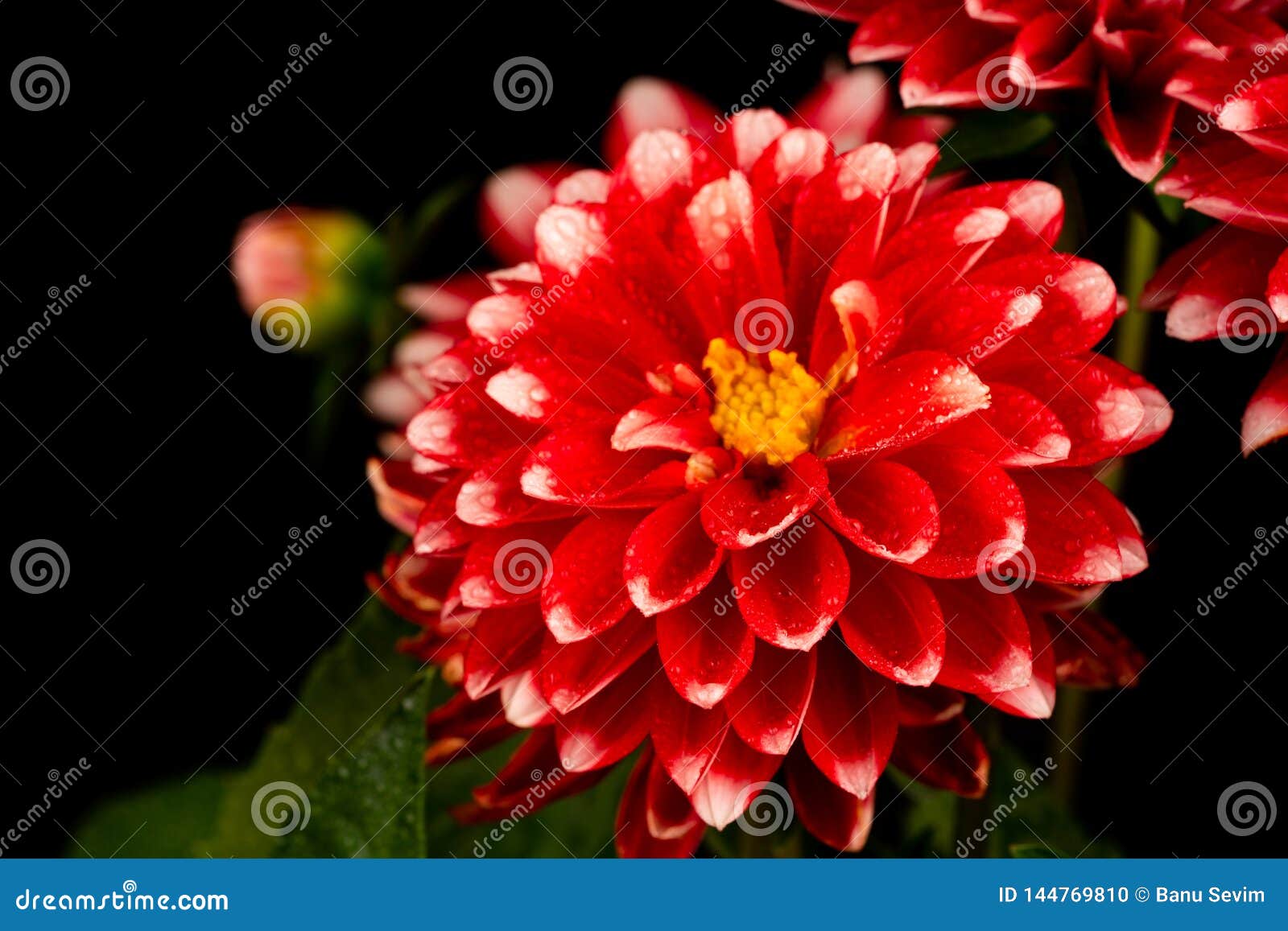 Red white dahlia flowers stock photo. Image of macro 144769810