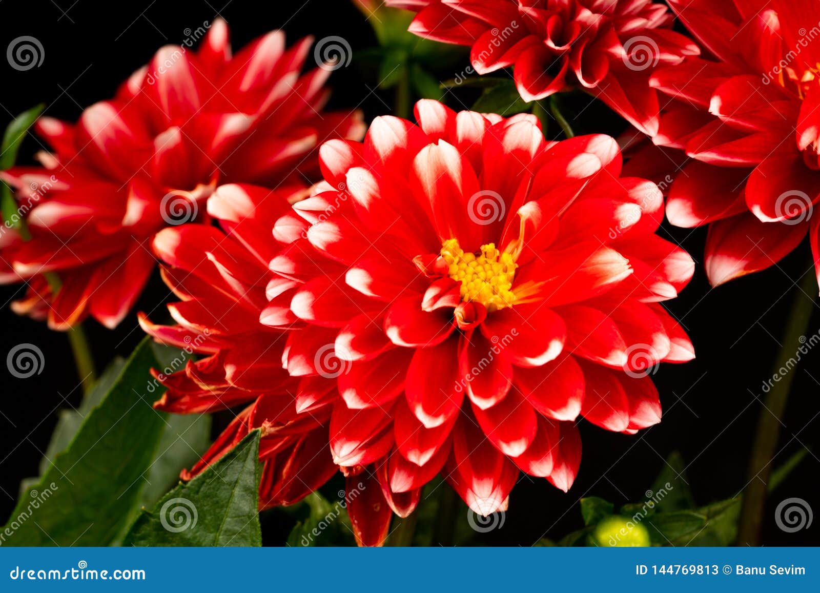 Red white dahlia flowers stock image. Image of nature 144769813