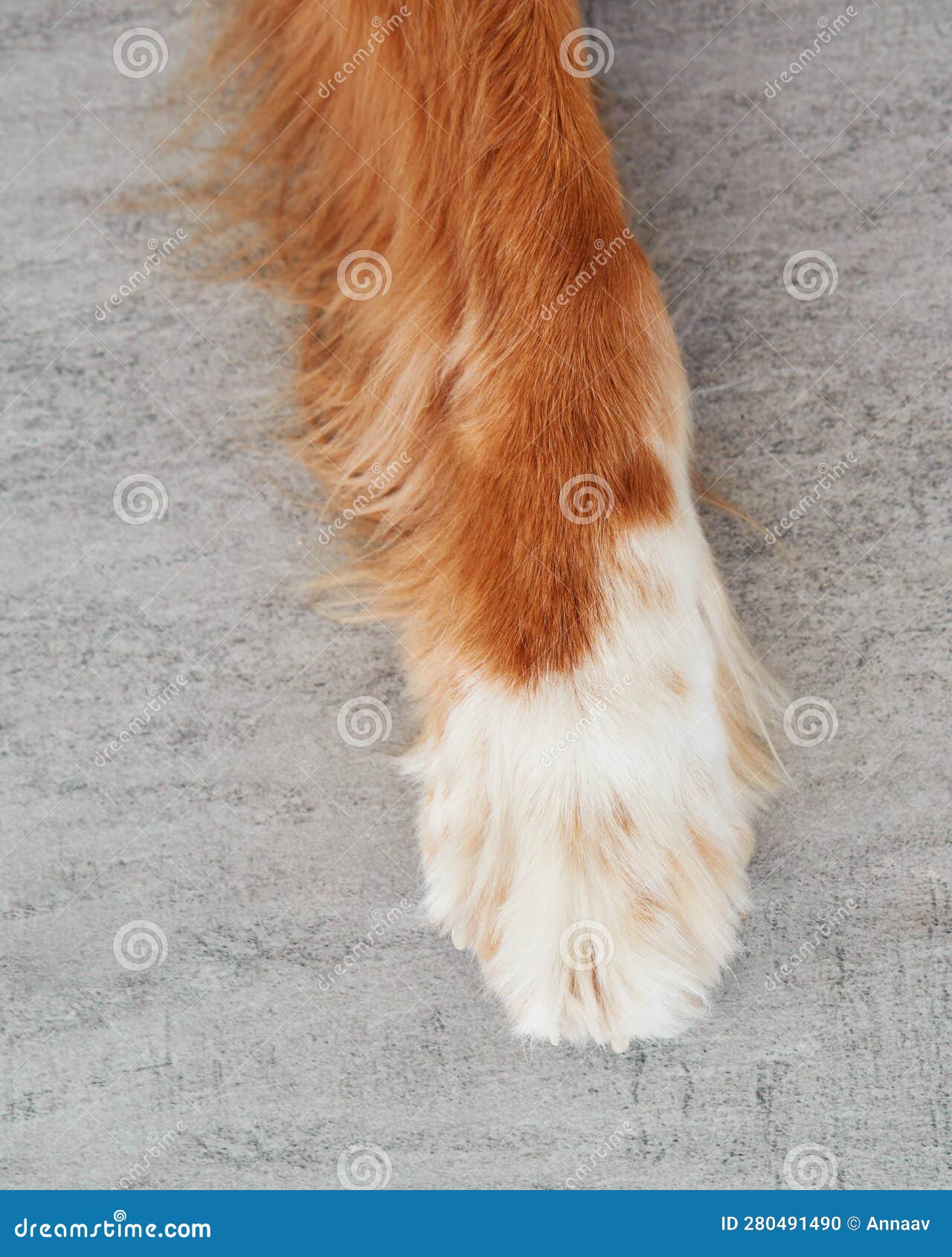 red - white dog paw. close-up