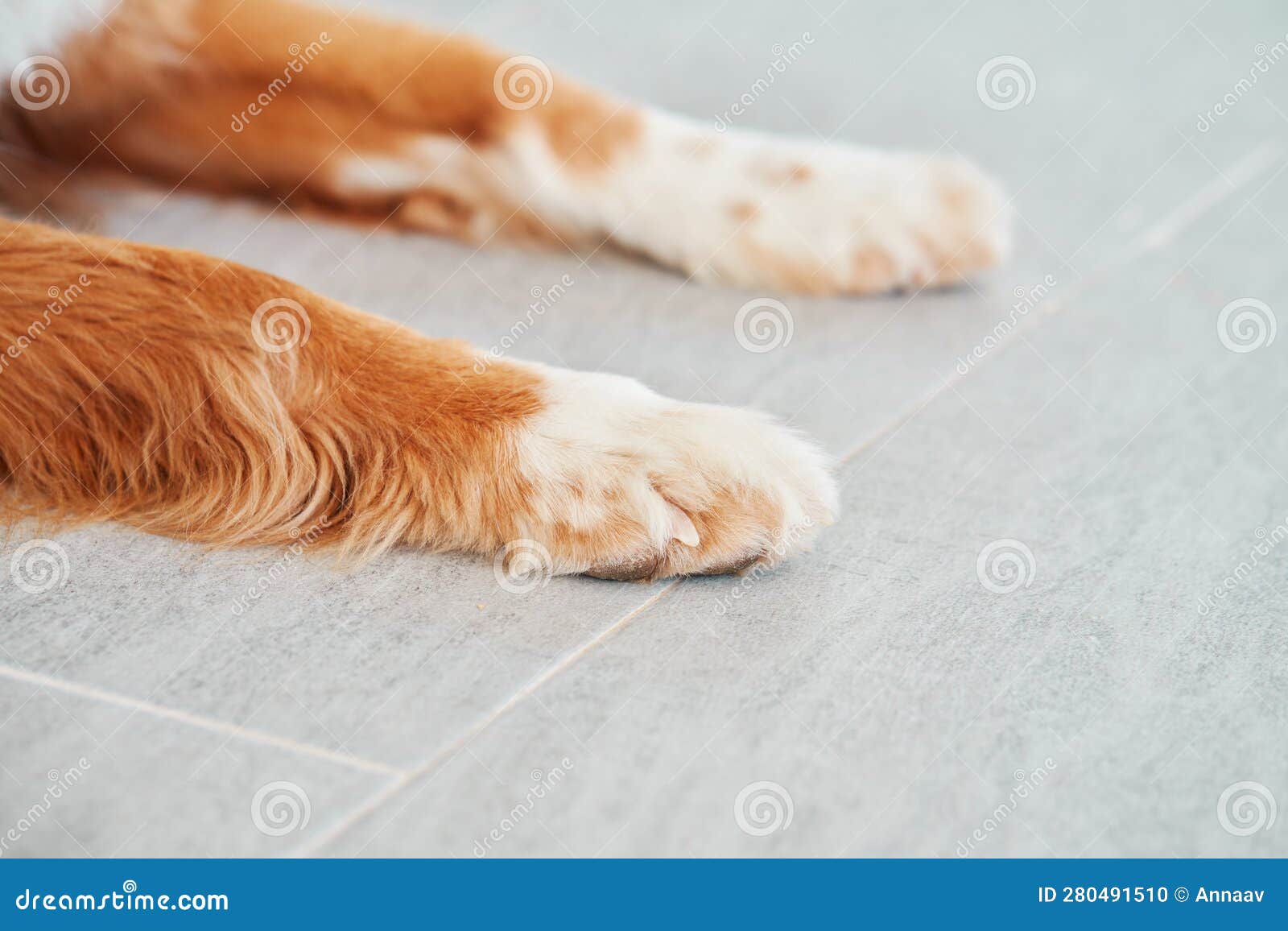 red - white dog paw. close-up