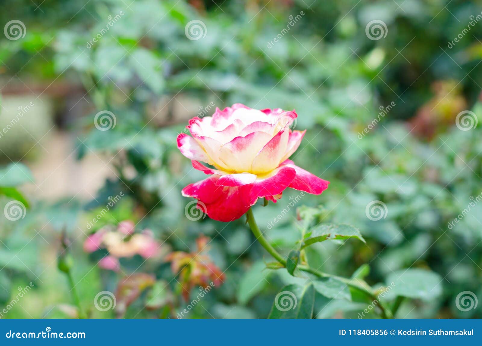 Red And White Of Double Delight Hybrid Tea Rose Stock Photo Image Of Bouquet Climbing 118405856