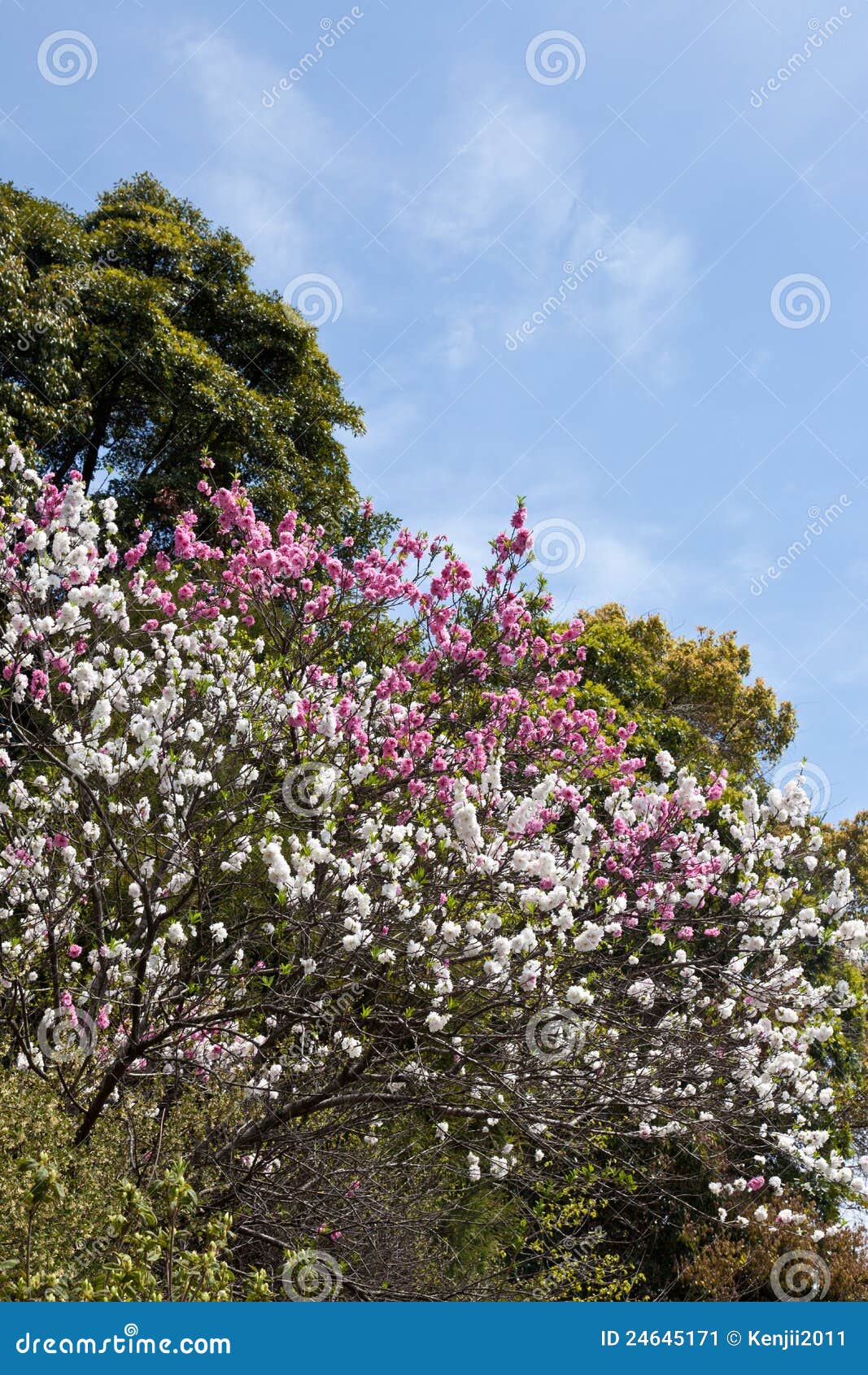 Red and White Doubleflowered Cherry Tree Stock Image Image of petals
