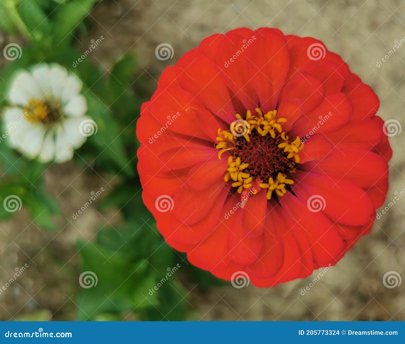 Red and White flower stock photo. Image of wildflower 205773324