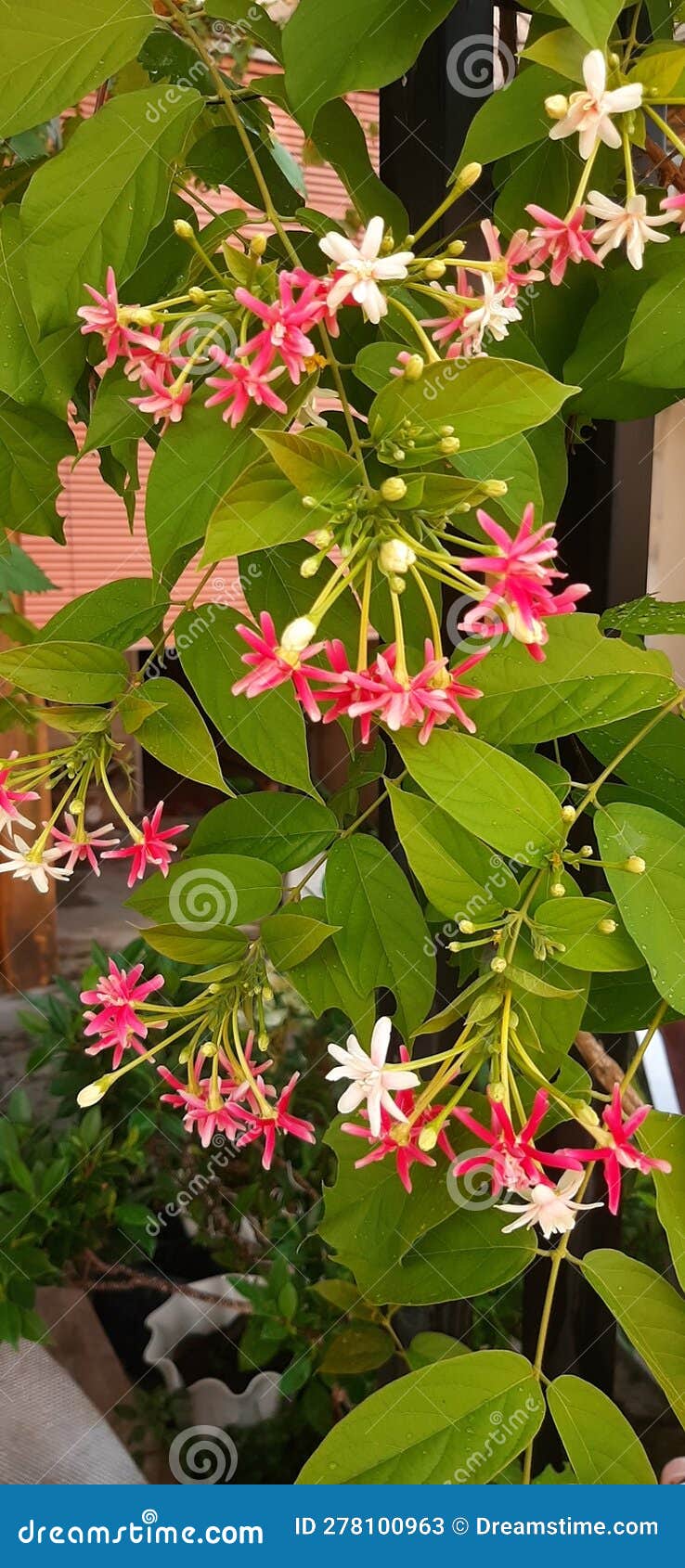 Red and White Flower on Pots System Stock Image Image of tree, evergreen 278100963