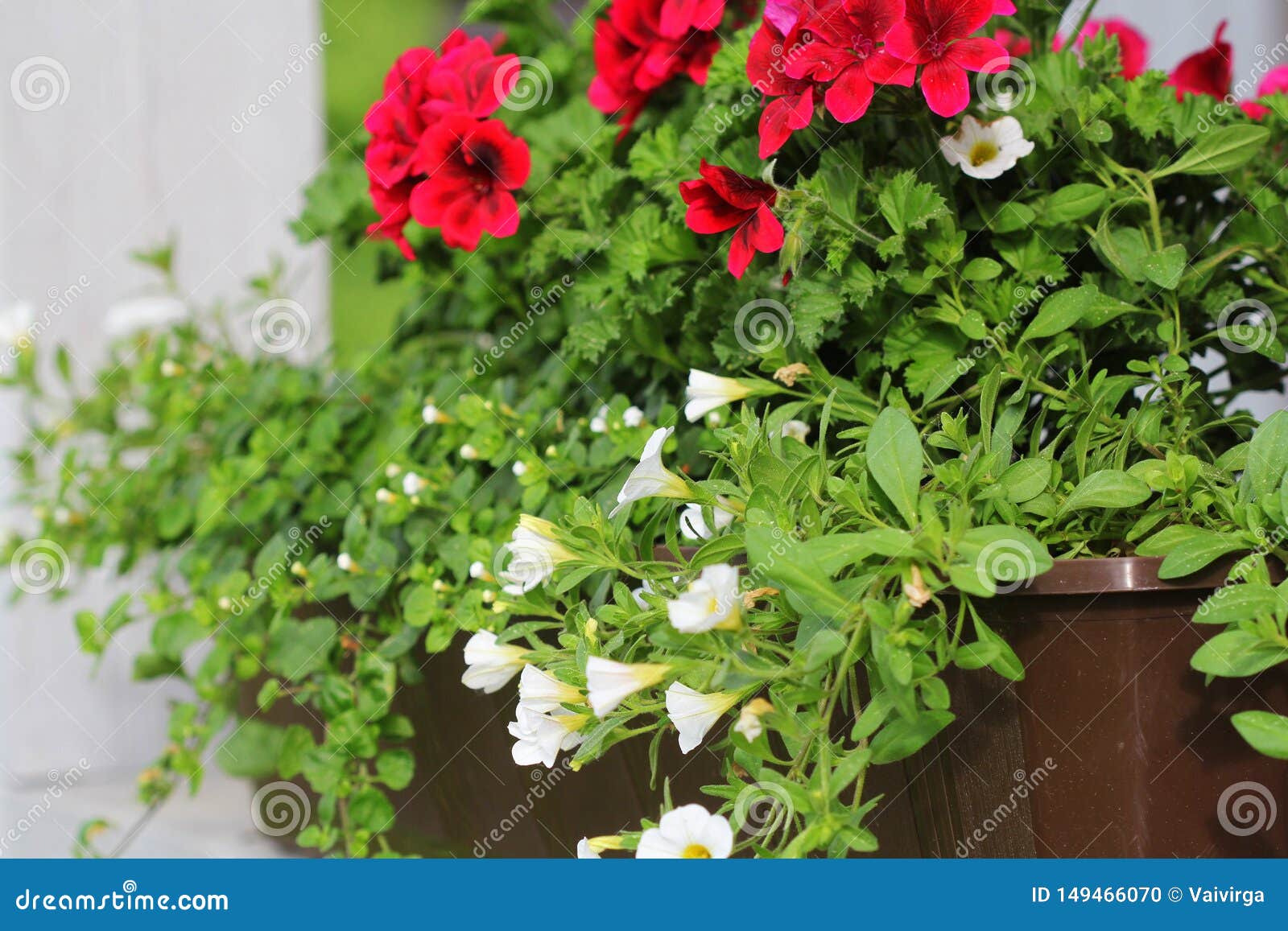 Red And White Flowering Plants In A Flower Box Stock Photo Image Of Architecture Closeup 149466070