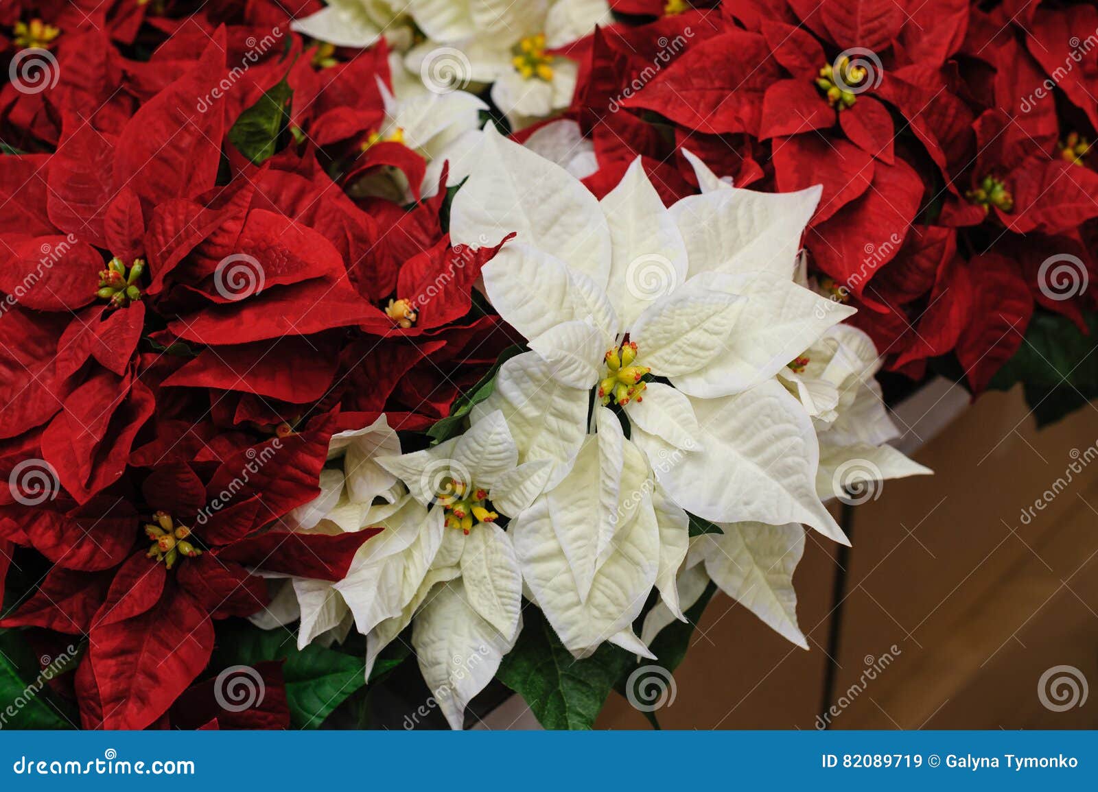 Red and White Flowers Christmas Star Stock Image Image of pinecone