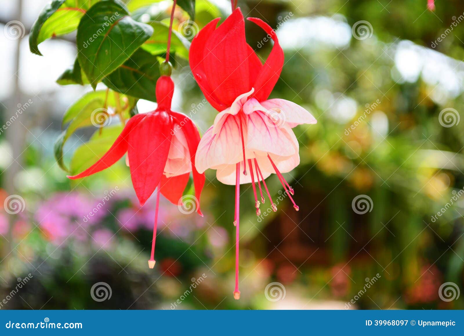 Red and White Fuchsia Flower. Stock Image Image of blooming