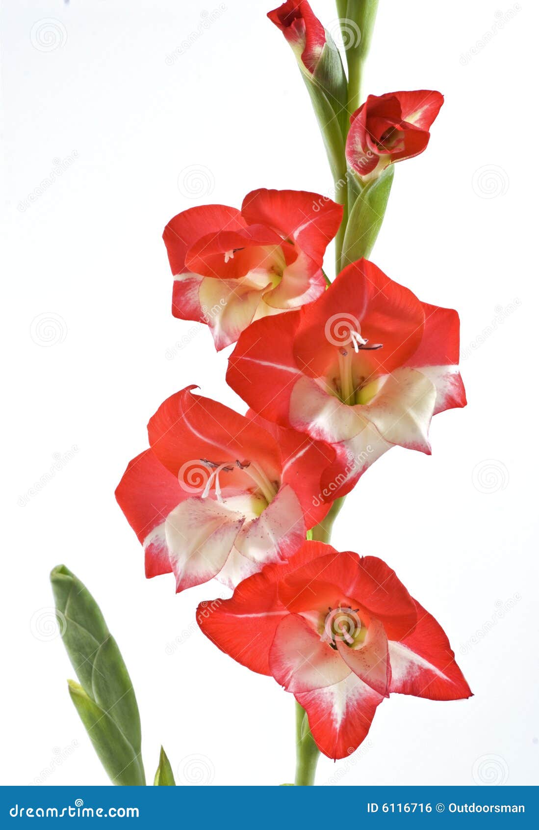 Red and white gladiolus stock photo. Image of copy, vibrant 6116716