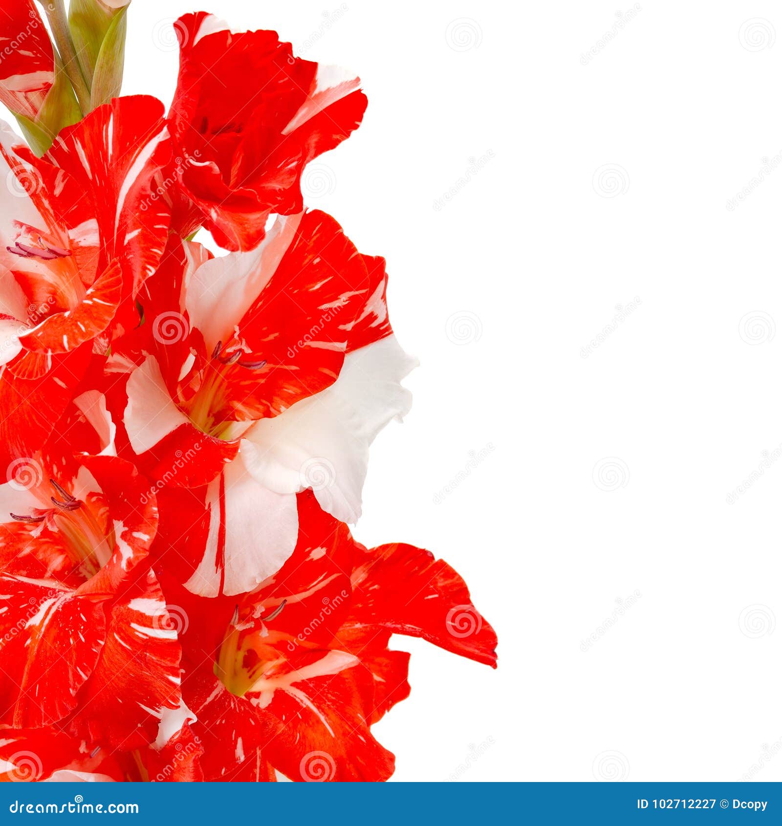 Red White Gladiolus on White Stock Image Image of closeup, florescence 102712227