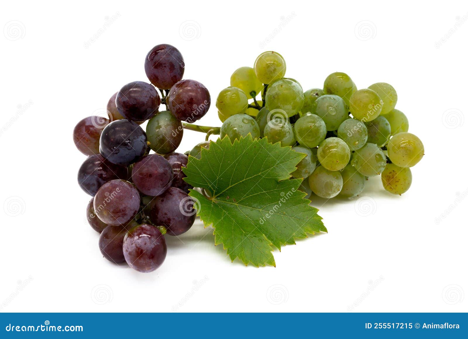 Red and White Grapes Isolated on White Background Stock Image Image