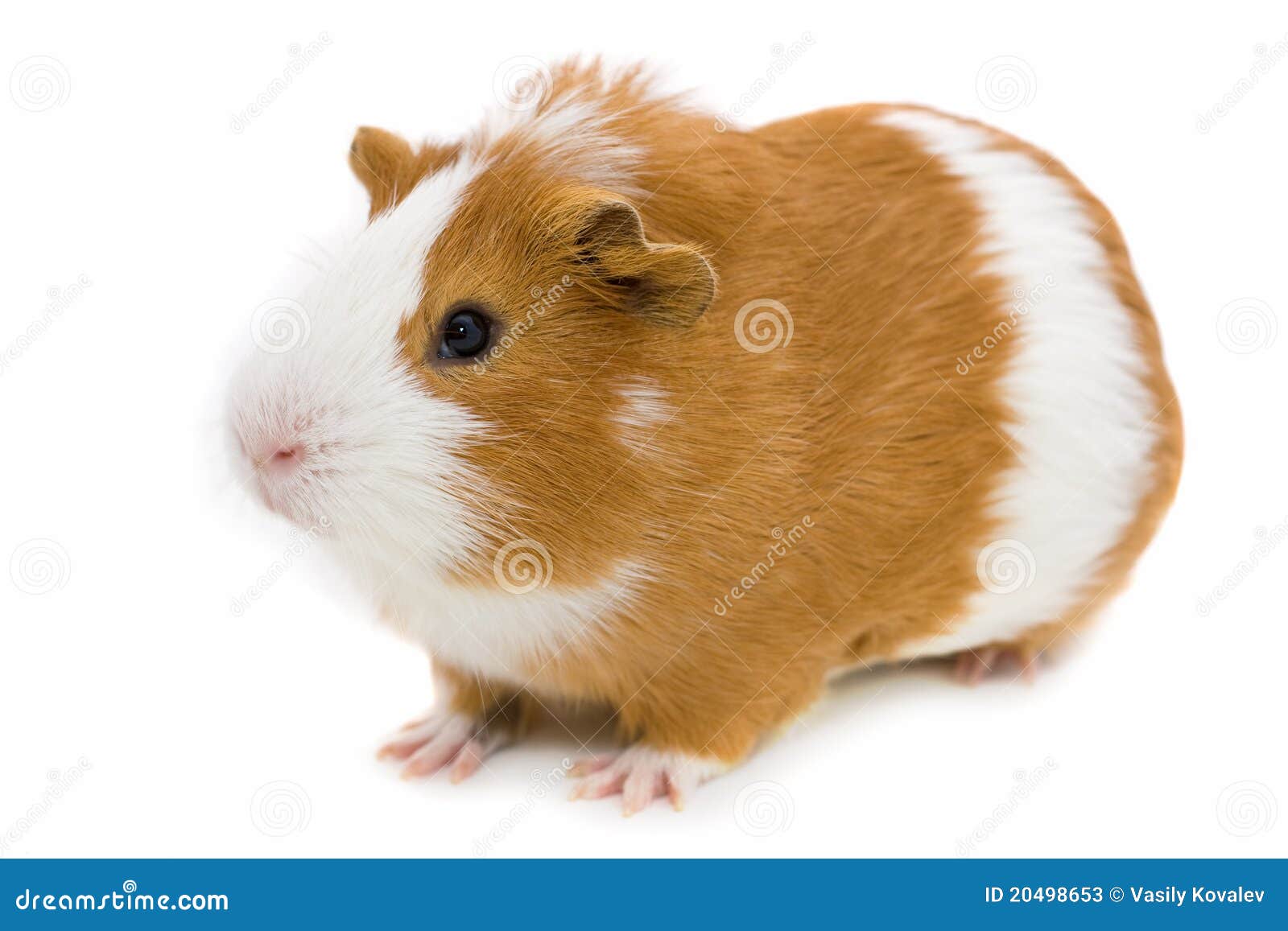 red and white guinea pig  on white