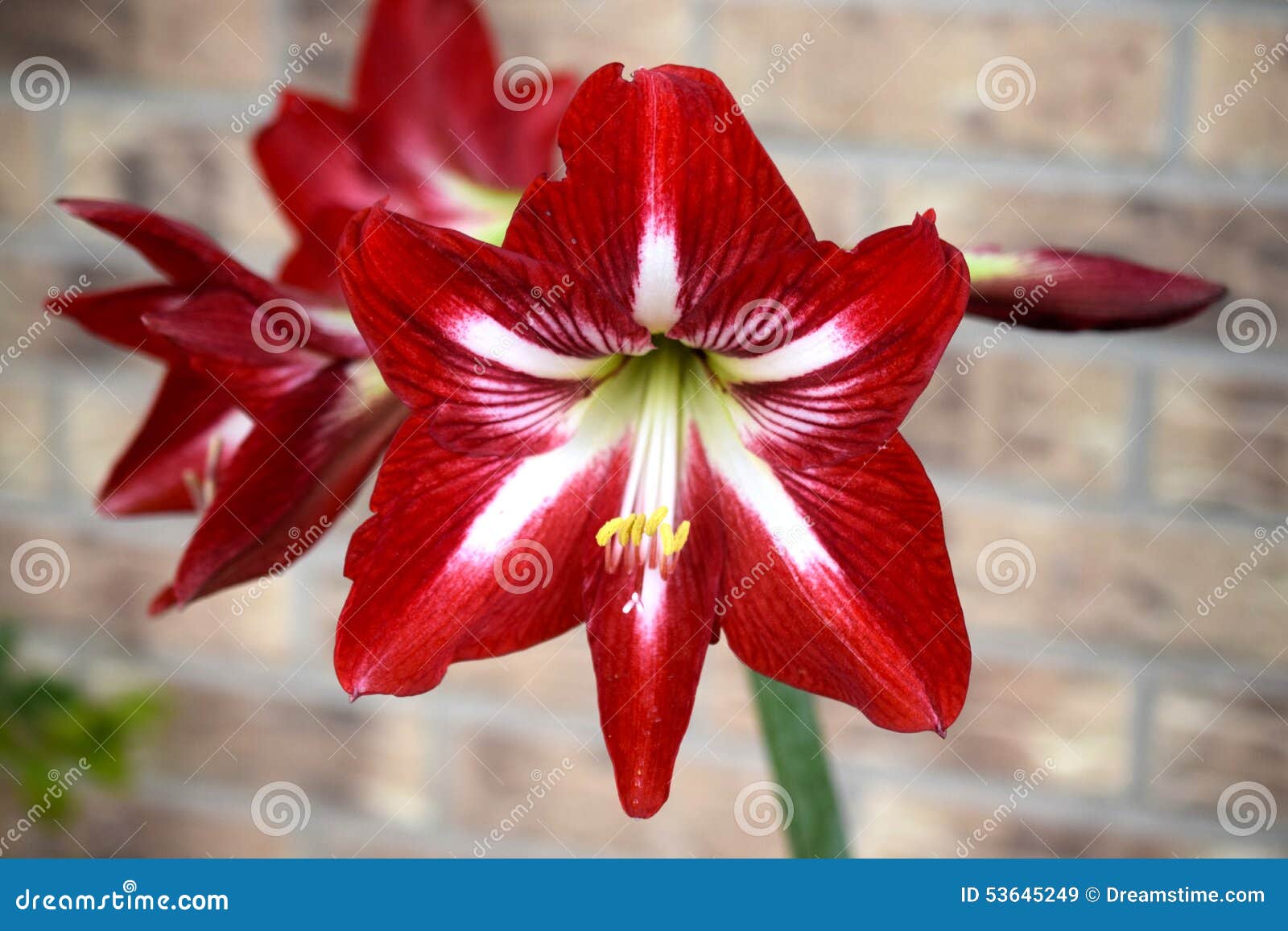 Red and White Hippeastrum stock image. Image of hippeastrum - 53645249