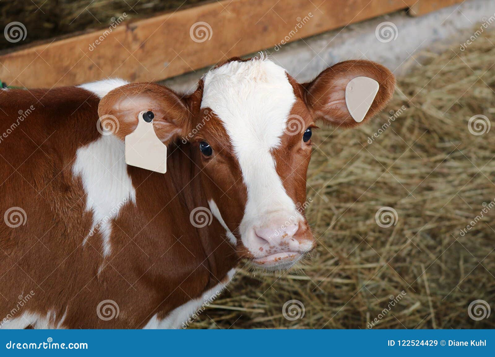 Red and White Holstein Calf Looking at Camera Stock Image - Image of ...