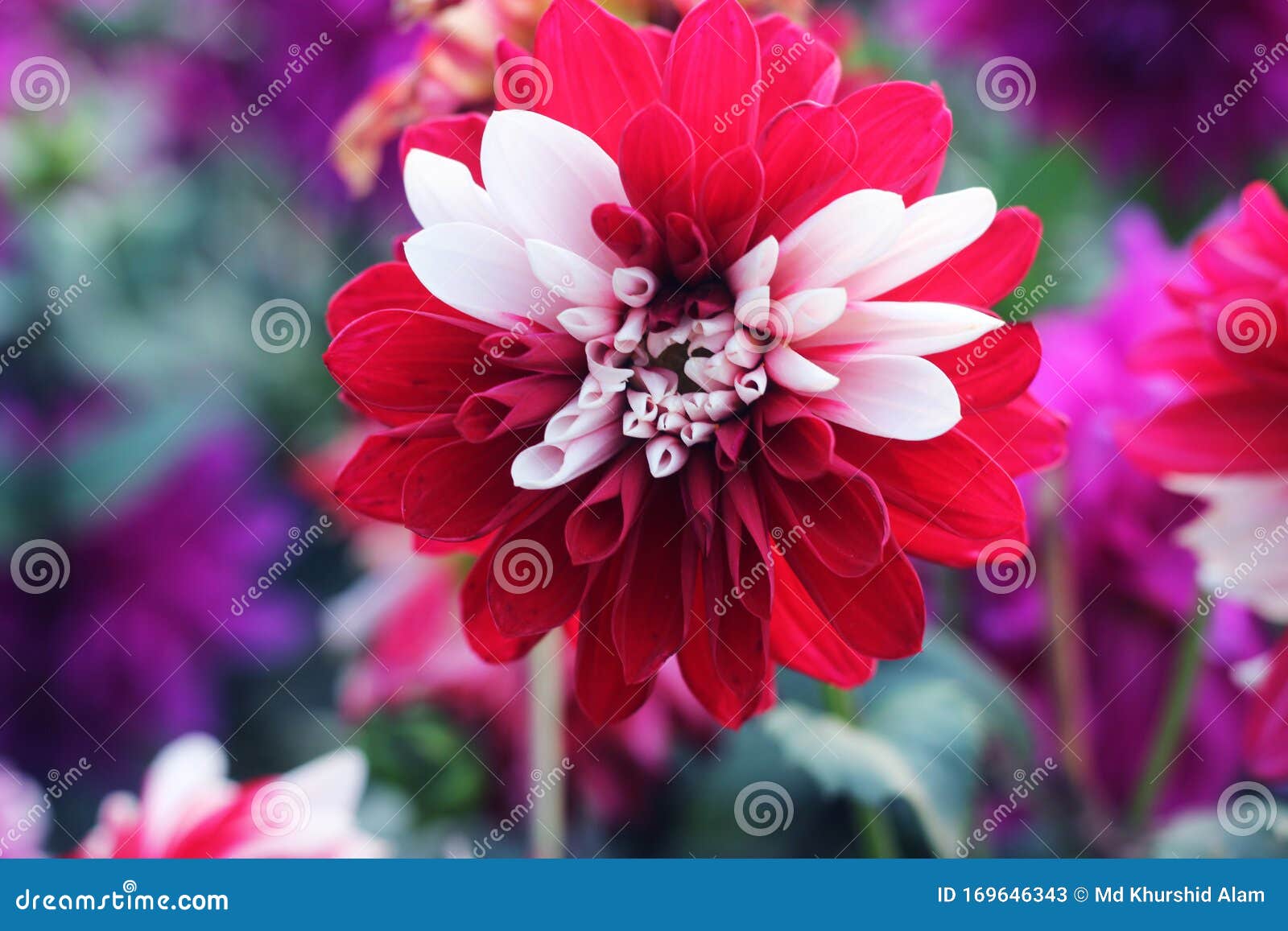 red & white mum or chrysanth flower. red chrysanthemum flower. pompon dahlia.beautiful decorative red chrysanthemums, sometimes ca