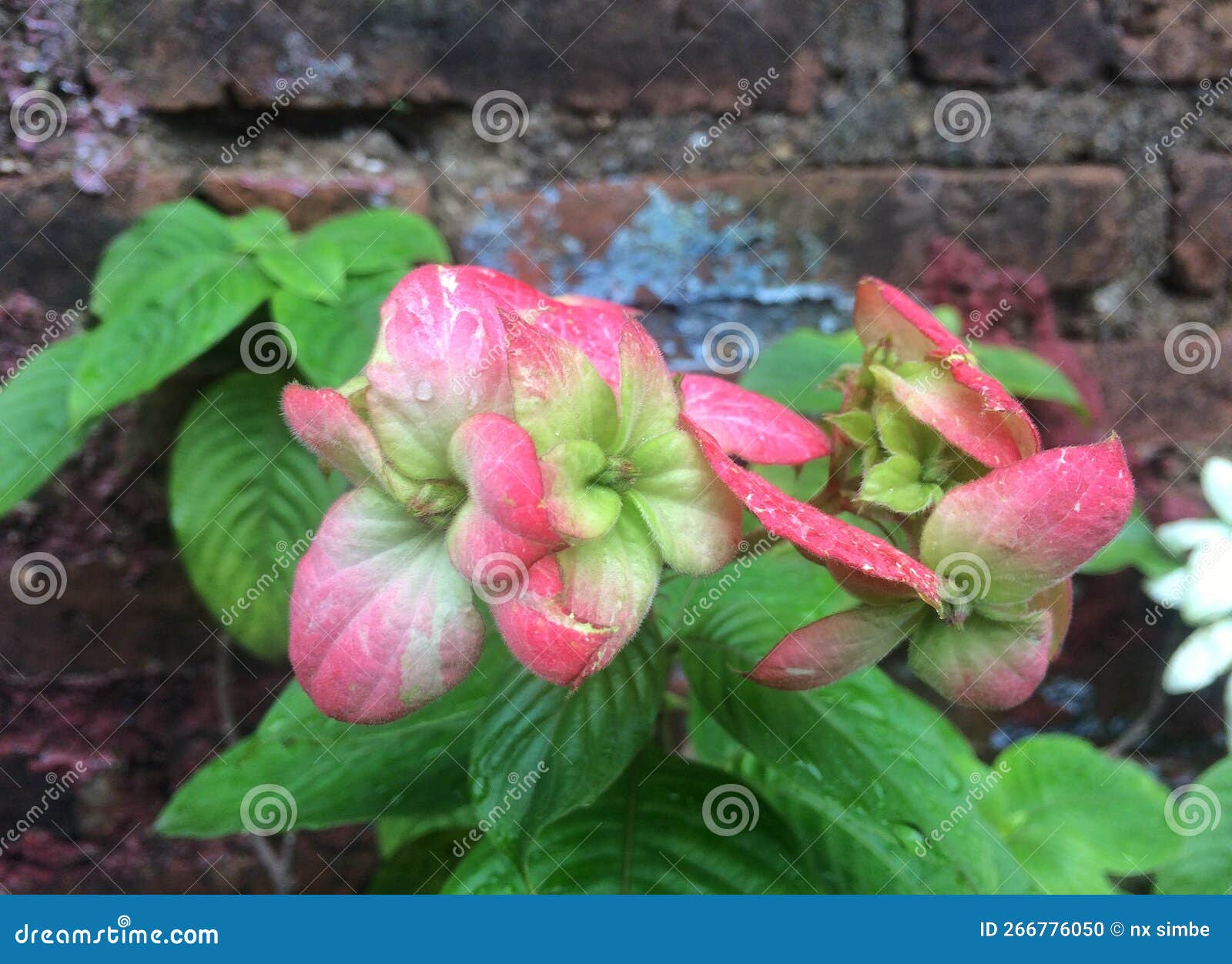 Red white paper flowers stock photo. Image of garden 266776050