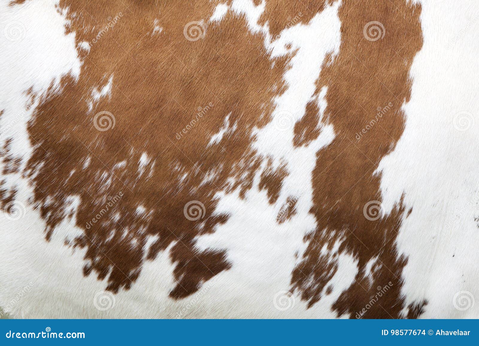Red And White Pattern On Cowhide Stock Photo Image Of Animal
