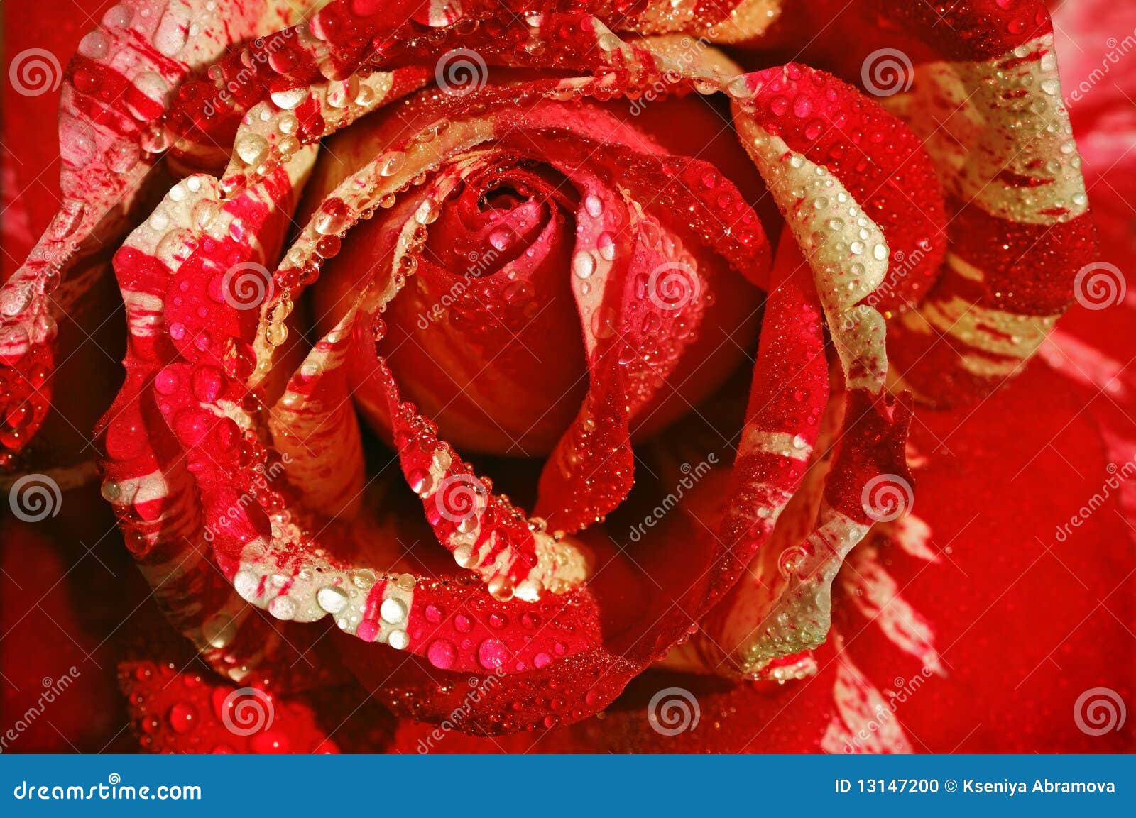 Red-white rose stock photo. Image of background, botany - 13147200