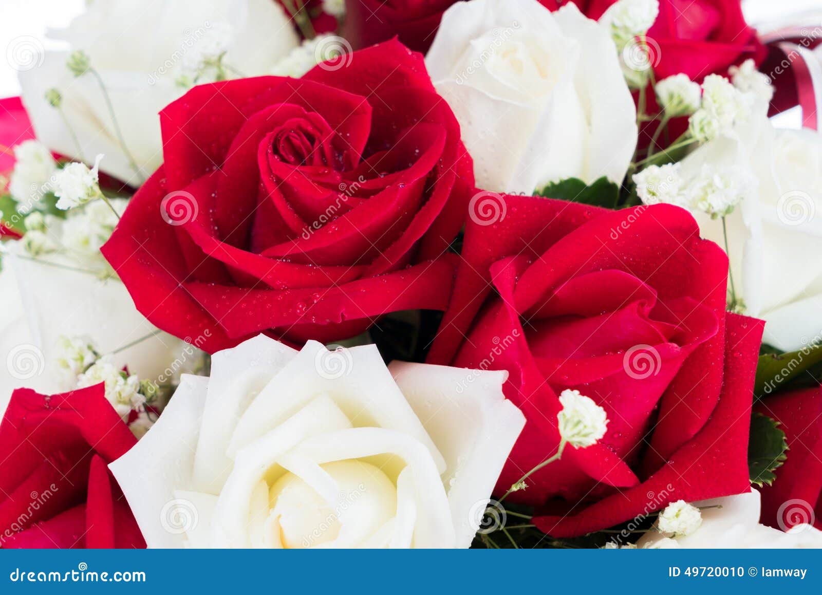 Red and White Rose Arrange Together Stock Photo Image of bouquets