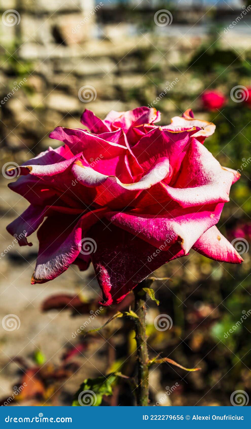 A Red White Rose. the Red Rose. a White Rose. a Rose in the Garden