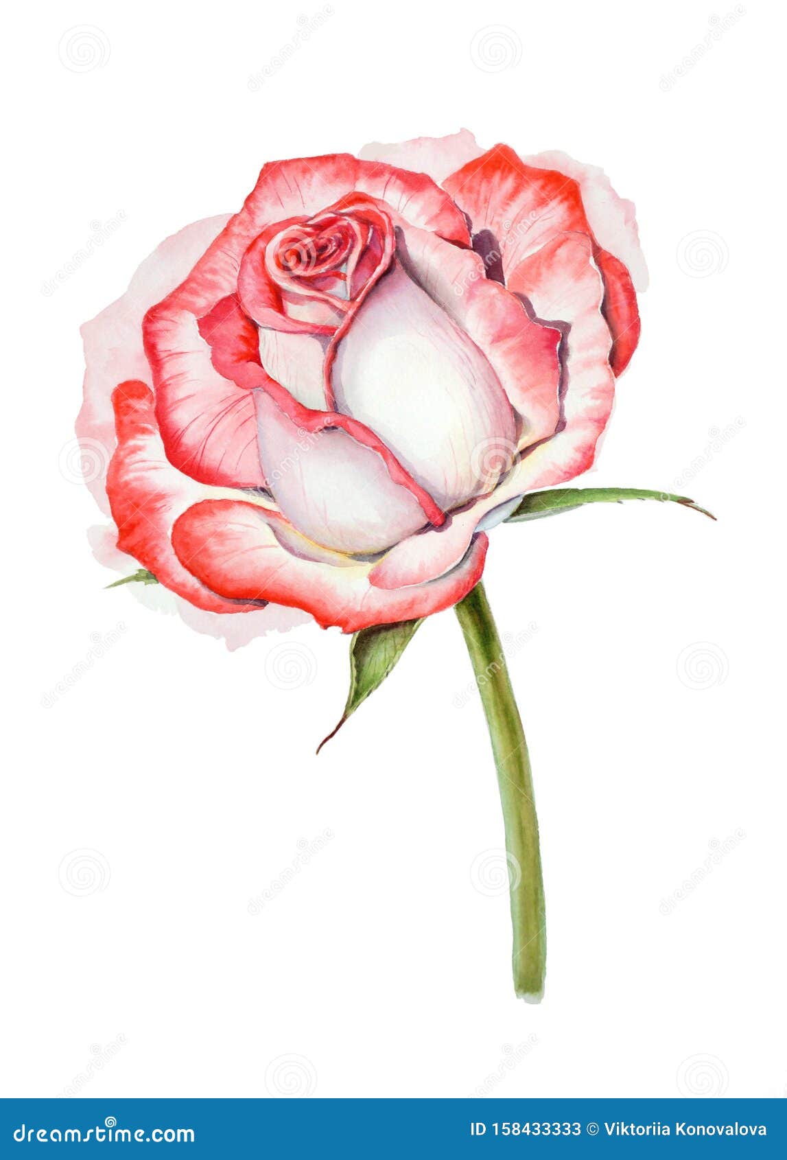 Red and White Rose Isolated on White Background Stock Illustration ...