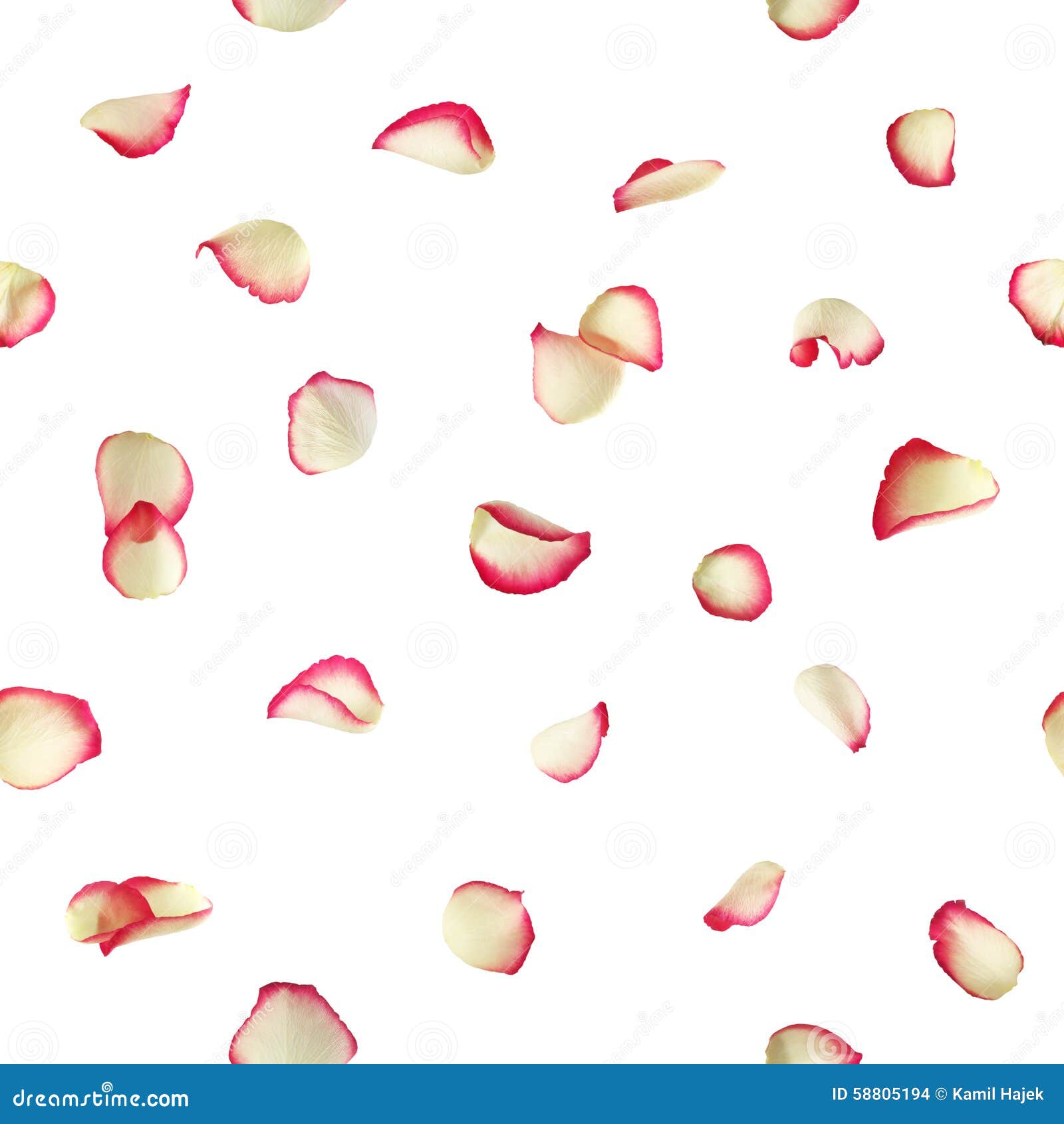 Red and White Rose Petals stock photo. Image of seamless 58805194