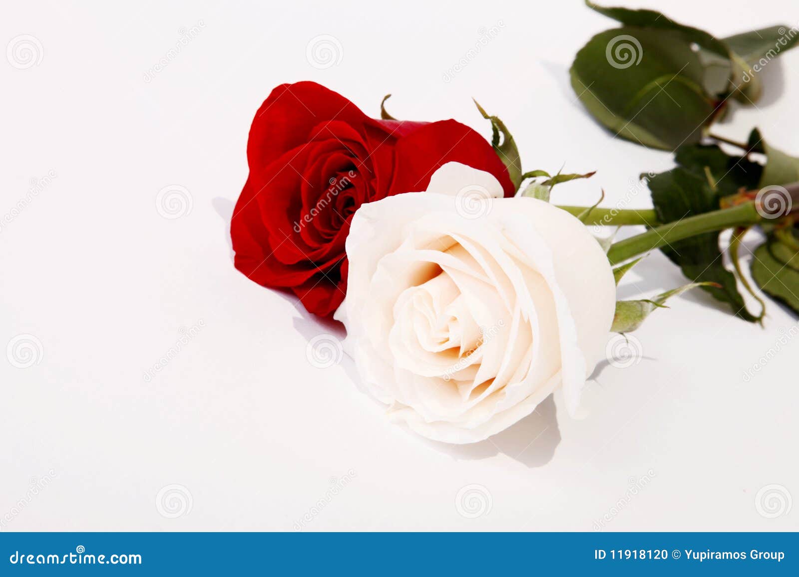 Red And White Roses Stock Photo - Image: 11918120