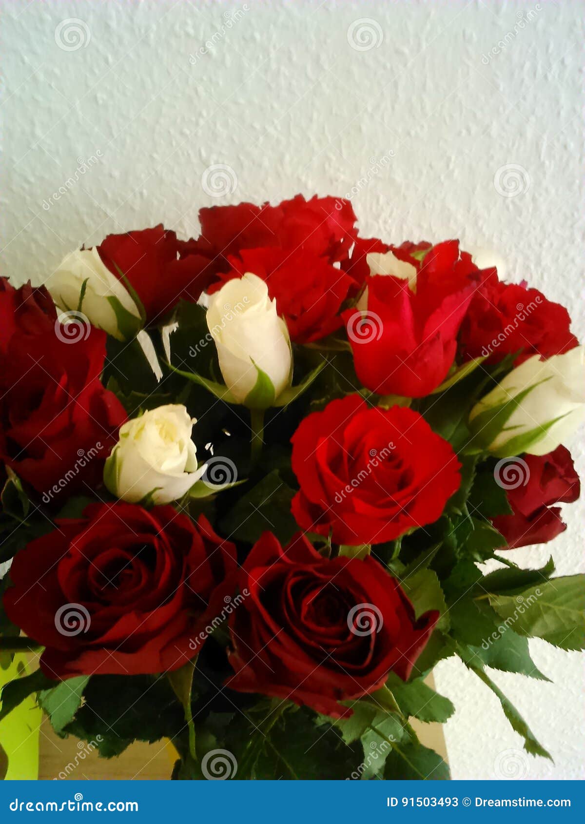 Red and White Roses stock image. Image of roses, banch 91503493