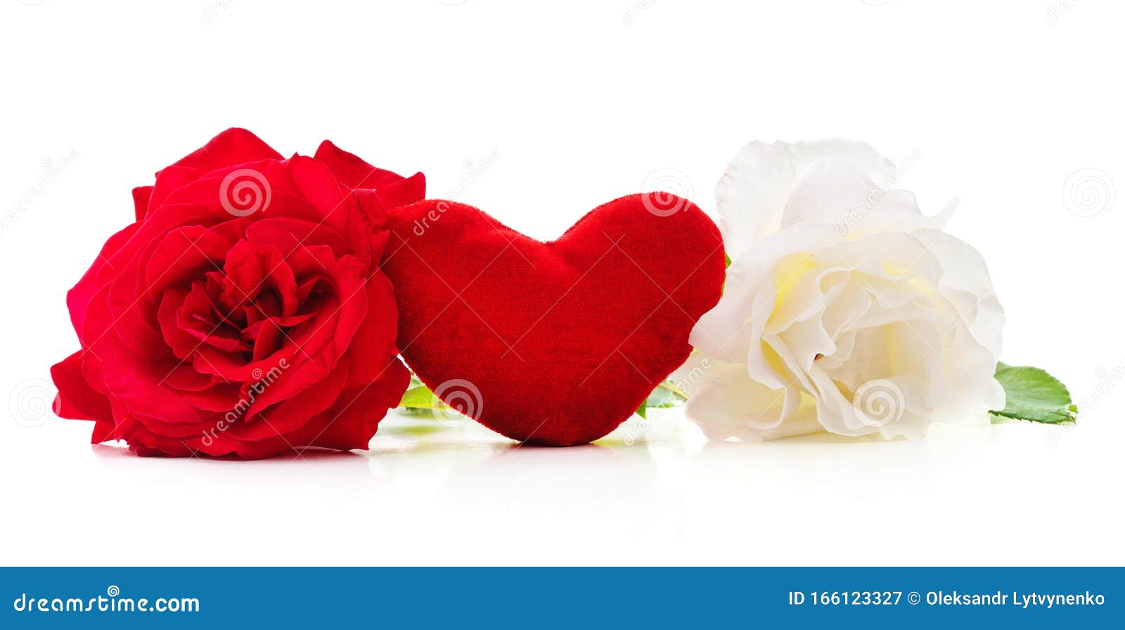 Red and White Roses with Heart Stock Image Image of celebration