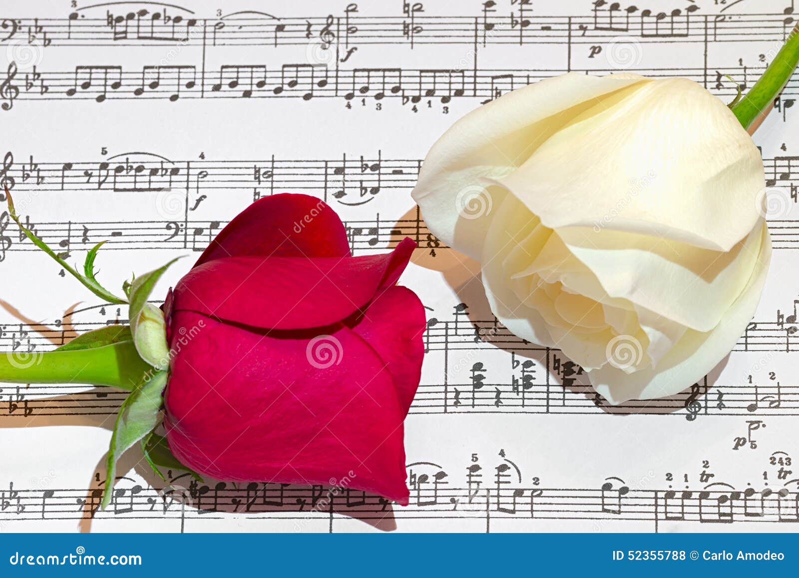 Red and white roses stock photo. Image of petal, note 52355788