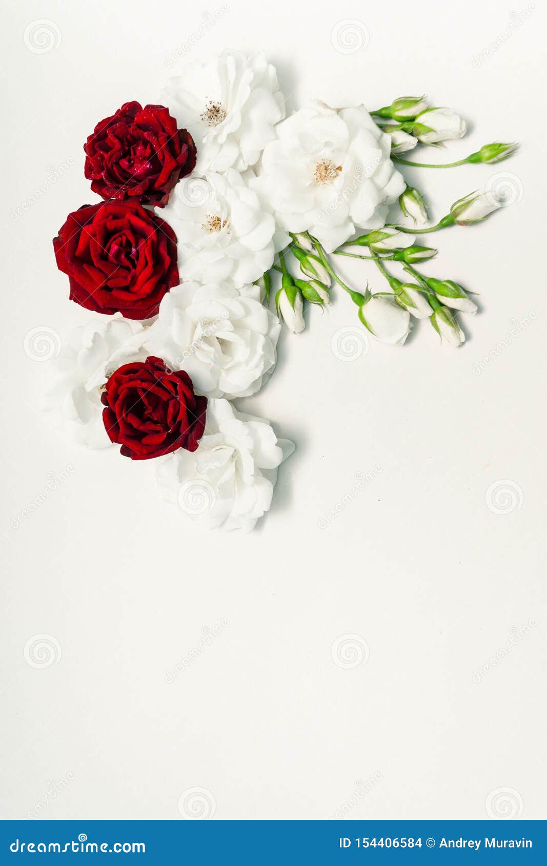 Red and white roses stock photo. Image of flower, holiday - 154406584