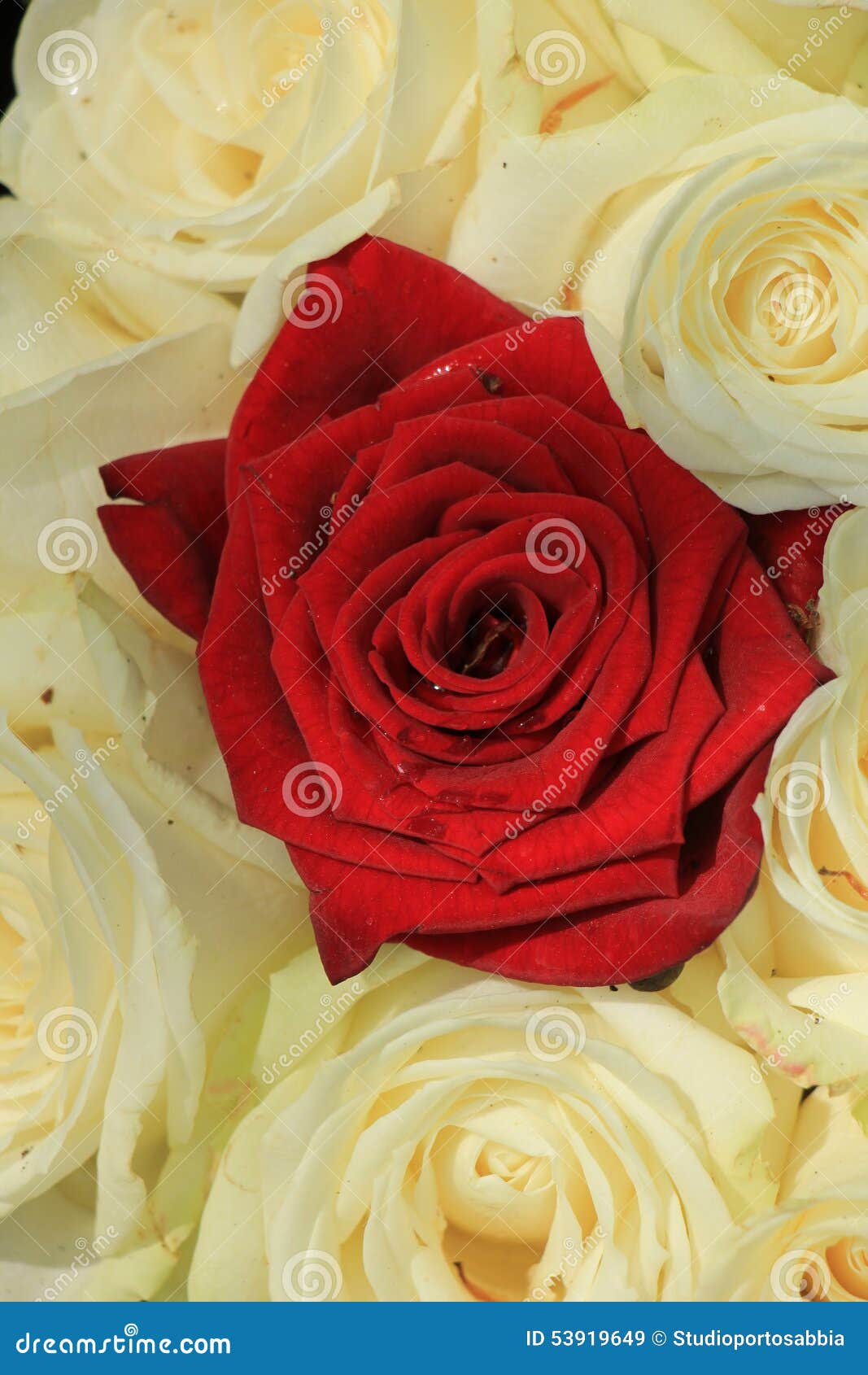 Red and white roses stock image. Image of petal, flowers 53919649