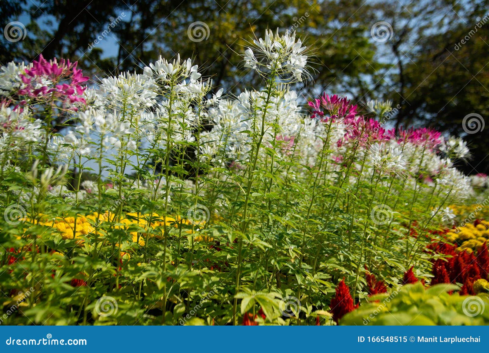 Spider Flower Or Cleome Hassleriana Or Spider Plant Or Grandfathers Whiskers Stock Image Image Of Composition Horticulture 166548515