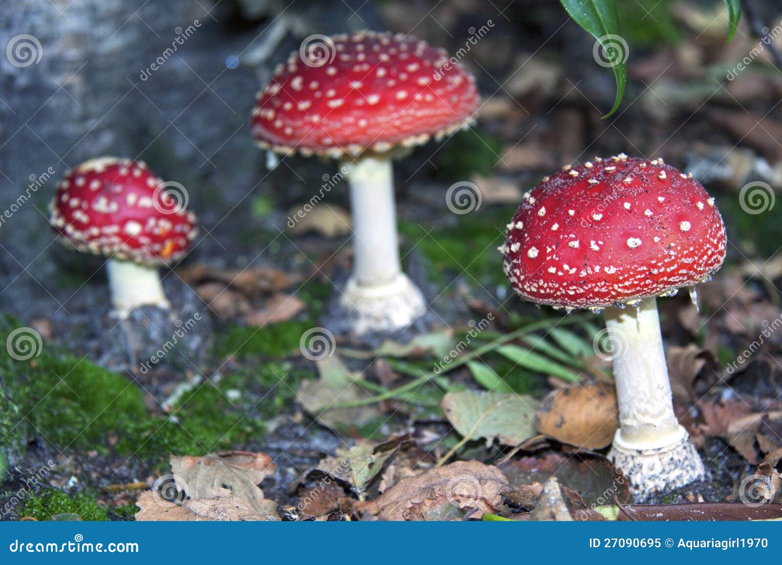 5,527 Red White Spotted Mushroom Photos Free & RoyaltyFree Stock