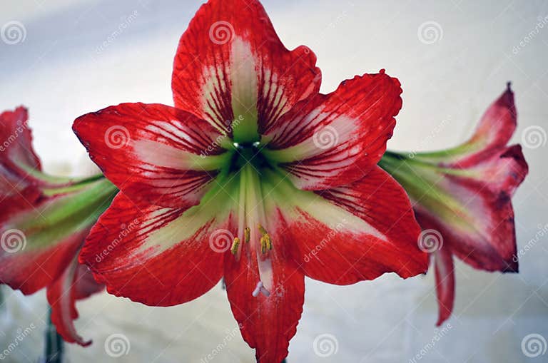 Red and White Striped Barbados Lily, Hippeastrum Striatum is a ...