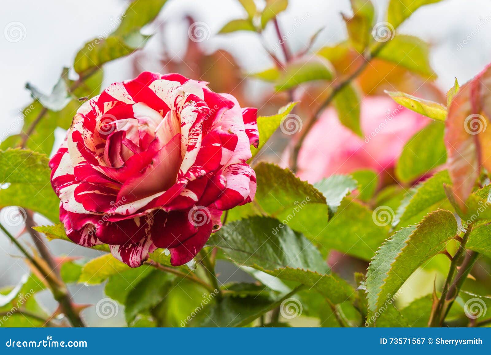 1,296 Red White Striped Rose Photos Free & RoyaltyFree Stock Photos from Dreamstime