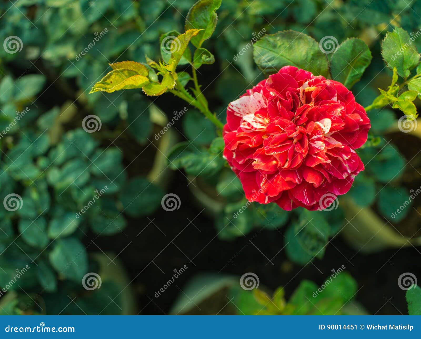 Red White Striped Rose Blooming Stock Image Image of love, decorative 90014451
