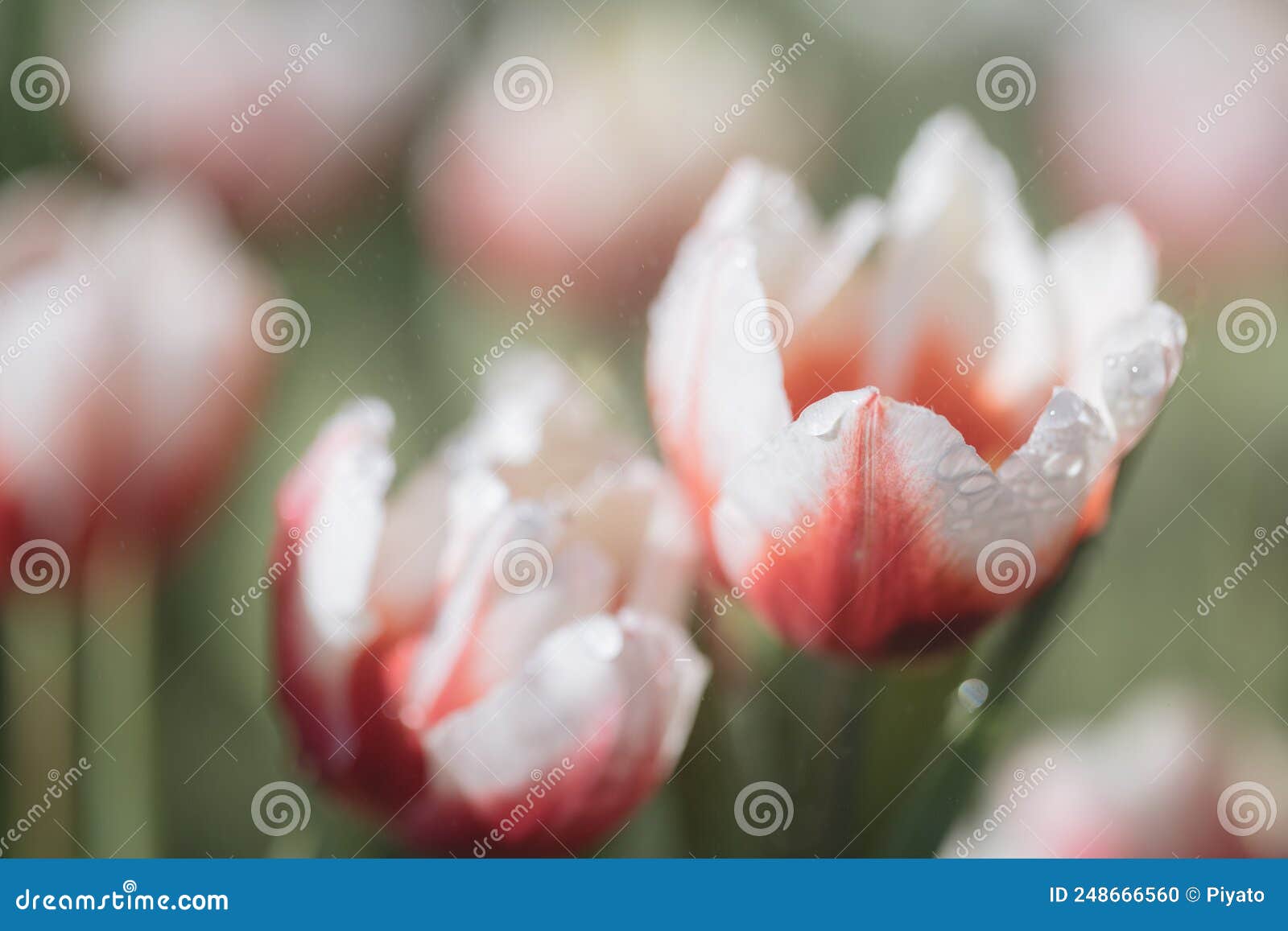 Red Tulip Flower in Close Up Stock Photo Image of leaf, bouquet