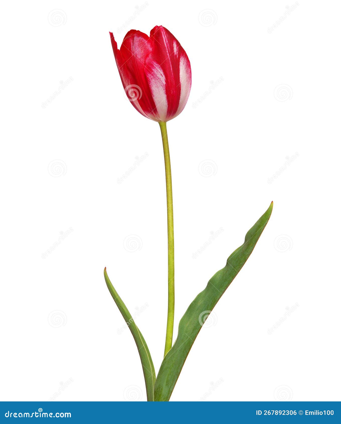 Red and White Tulip Isolated on White Stock Photo Image of leaf