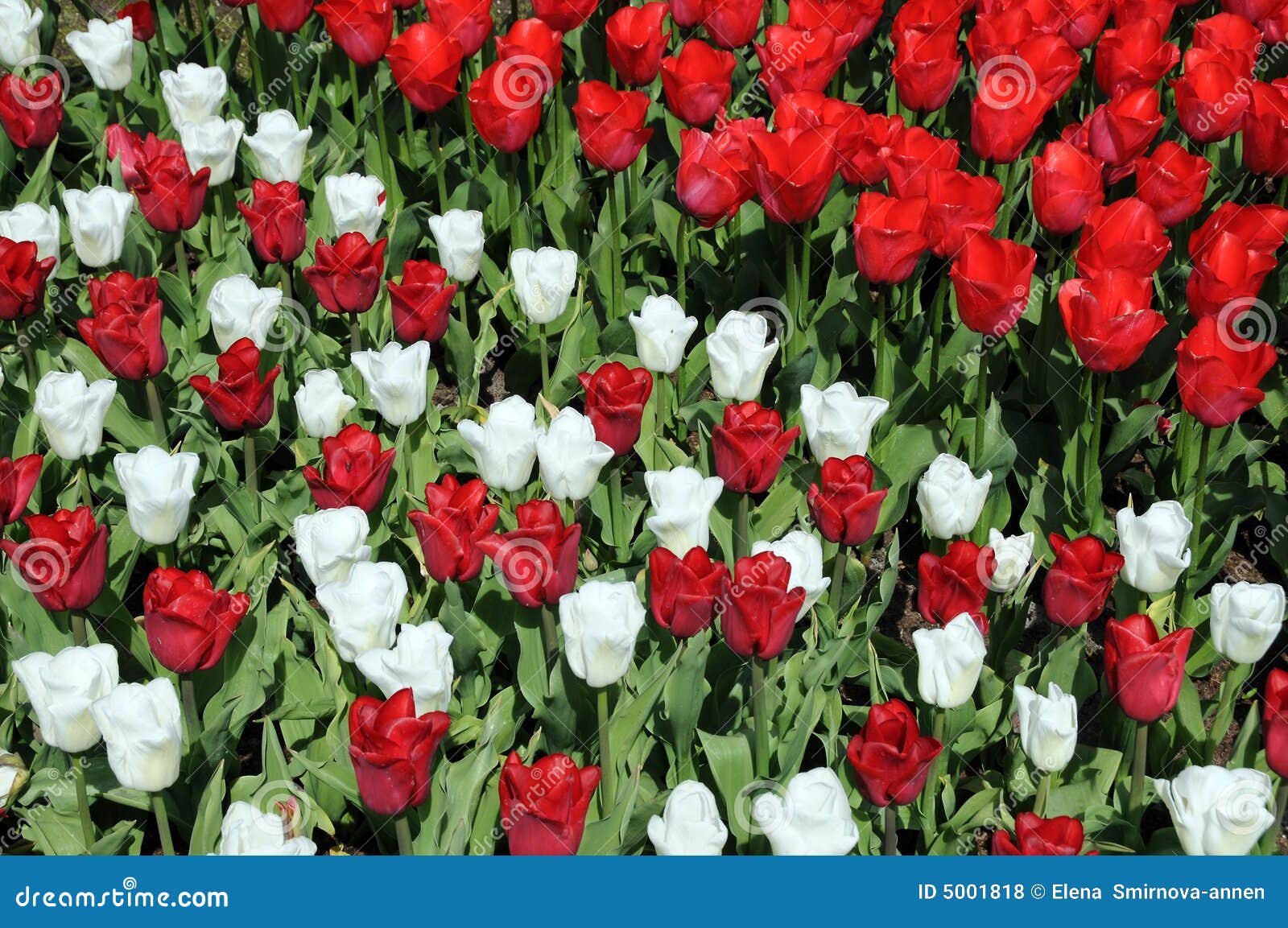 Red and White tulips stock photo. Image of tulip, flora 5001818