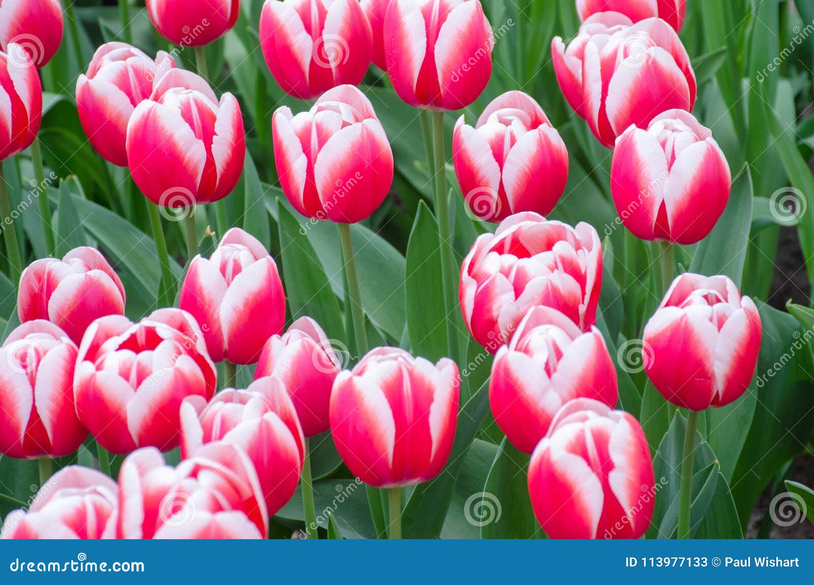 Red and White Tulips stock image. Image of group, freshness 113977133